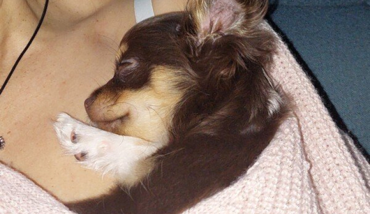 Opération de Cannelle