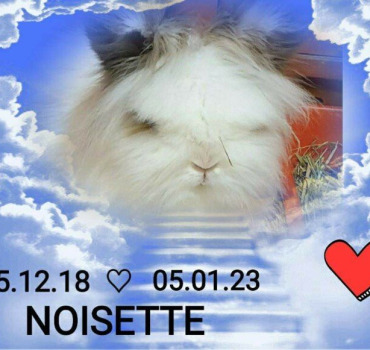 Pour notre chère lapin