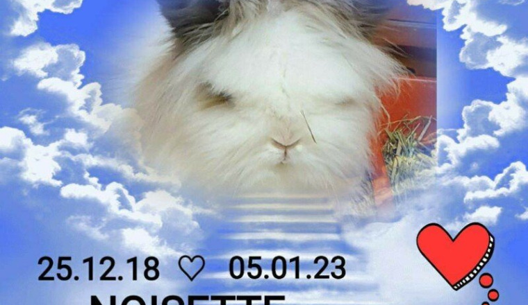 Pour notre chère lapin