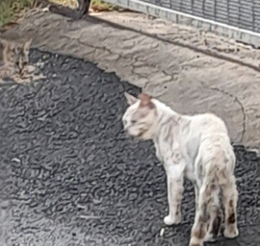 Warrior, chat Fiv +, qui mérite d'être sauvé