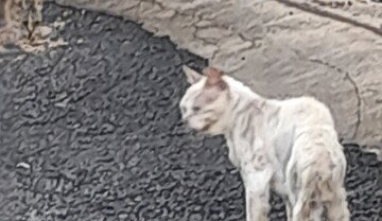 Warrior, chat Fiv +, qui mérite d'être sauvé
