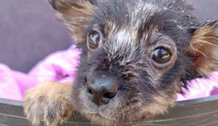 SOINS POUR BEBE D'AMOUR YAZZIE