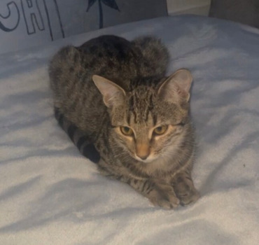Maladie du typhus, tigresse 🐈‍⬛