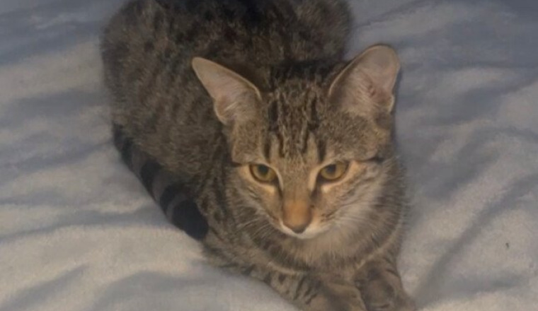 Maladie du typhus, tigresse 🐈‍⬛
