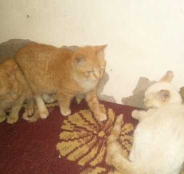 Aide pour louer un refuge pour les chats de hassan