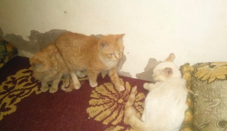 Aide pour louer un refuge pour les chats de hassan