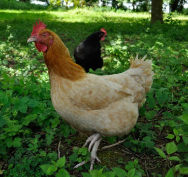 Volailles à la ferme pédagogique de Croix-Caluyau