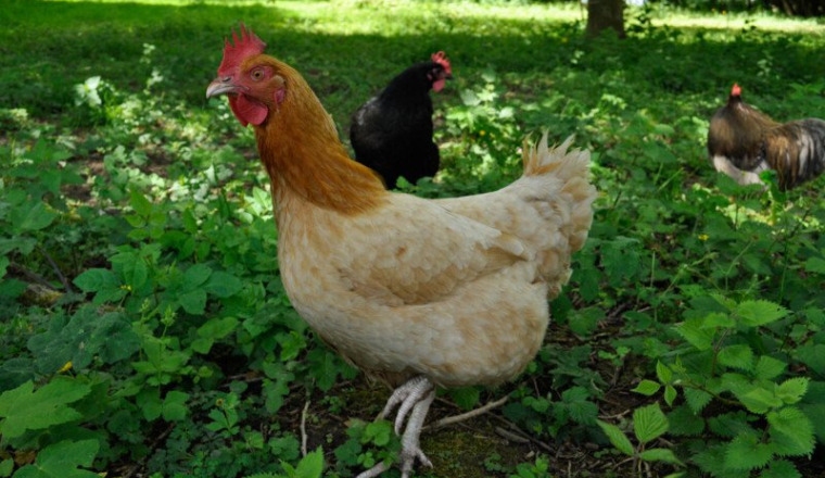 Volailles à la ferme pédagogique de Croix-Caluyau