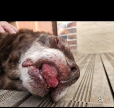 Some help to save Charli, my dog