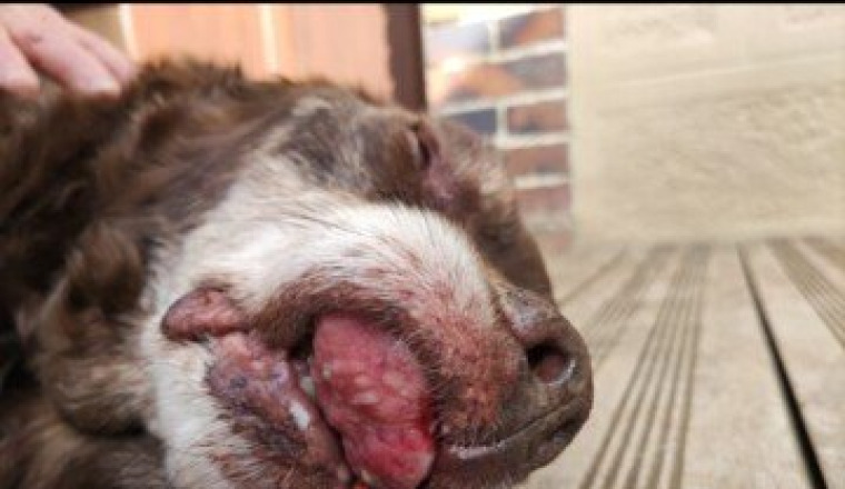 Some help to save Charli, my dog