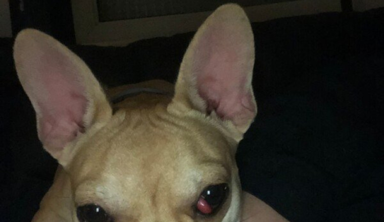 Opération des yeux pour Tina ma chienne