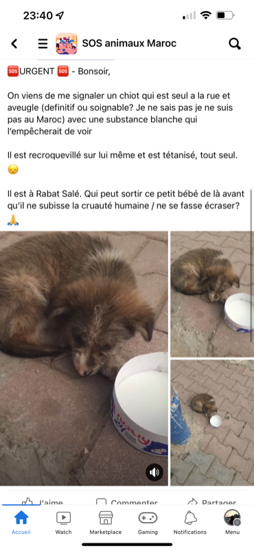 Image justificative de la cagnotte