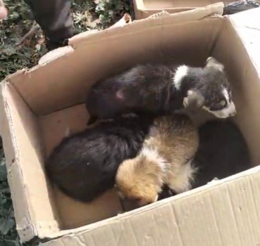 Chiots et leur mère sauvés le 21/02 par Mejdouline