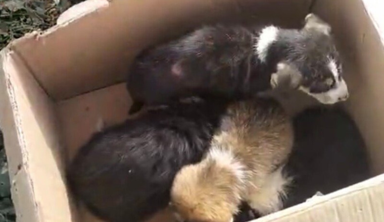 Chiots et leur mère sauvés le 21/02 par Mejdouline