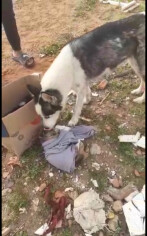 Image justificative de la cagnotte