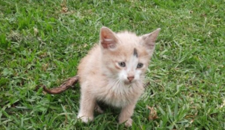 Aide urgente pour Remli