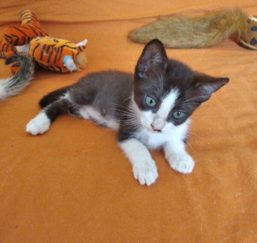 Chaton a emputer