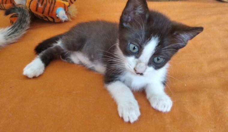 Chaton a emputer