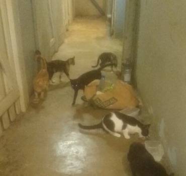 Pour leur survie