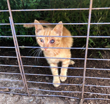 CHATON OEIL INFECTE URGENCE