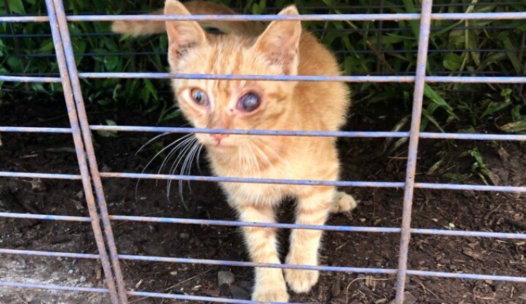 CHATON OEIL INFECTE URGENCE