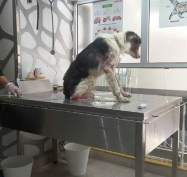 Chien avec leishmaniose et chien avec cancer