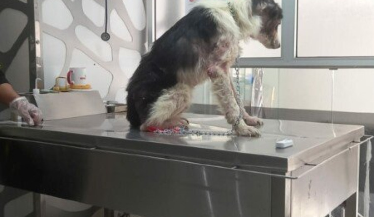Chien avec leishmaniose et chien avec cancer