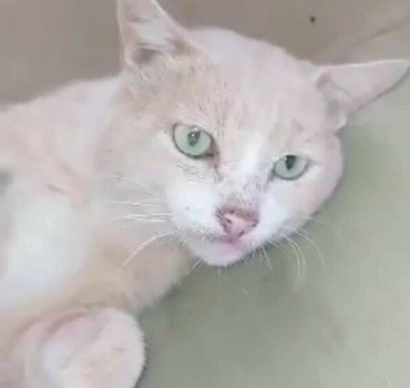 Chat avec une patte infectée depuis des mois