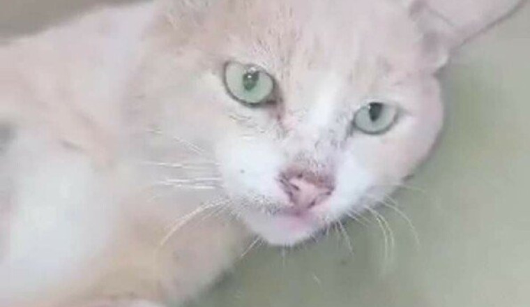 Chat avec une patte infectée depuis des mois