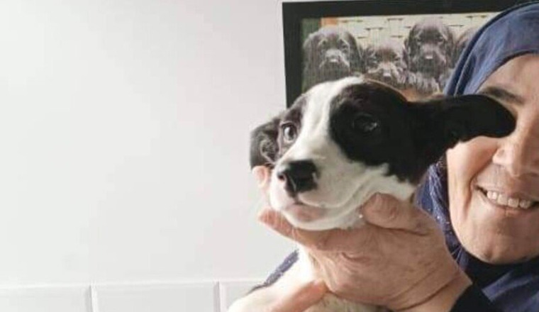 Une nouvelle vie pour Jack chiot handicapé