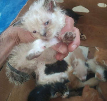aide pour les chats malades de nizar