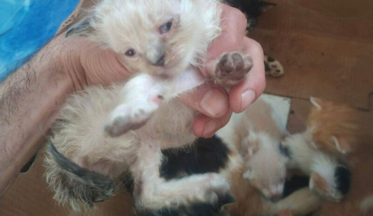 aide pour les chats malades de nizar