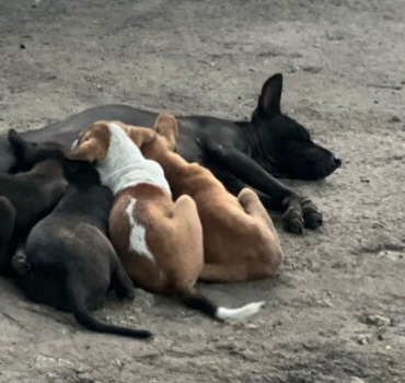 Support rescued dog shelter