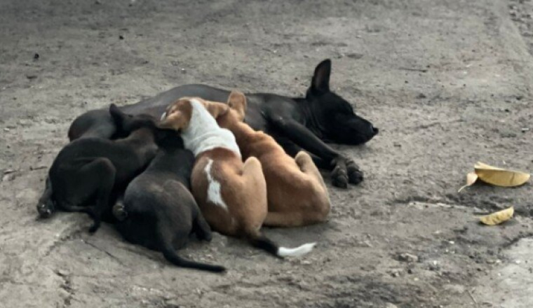 Support rescued dog shelter