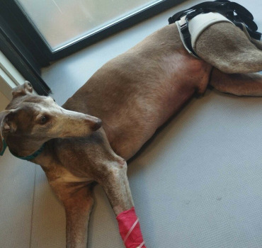 Appel à l'aide pour Choco le galgo!!