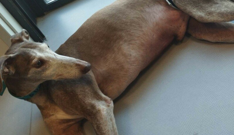 Appel à l'aide pour Choco le galgo!!