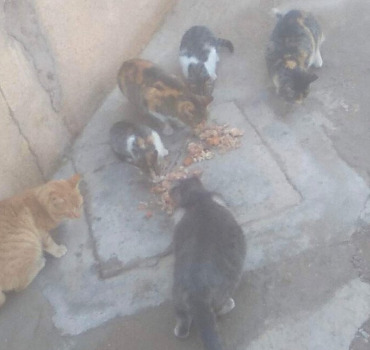 aide pour les chats d’amal a jerada