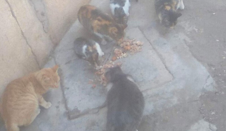 aide pour les chats d’amal a jerada