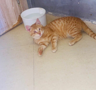 Rapatriement un chaton aveugle du Maroc en France