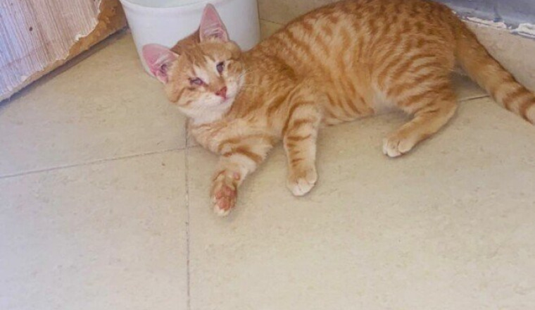 Rapatriement un chaton aveugle du Maroc en France
