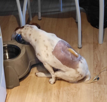 ma petite chien caline qui a besoins de réductio