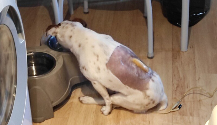 ma petite chien caline qui a besoins de réductio