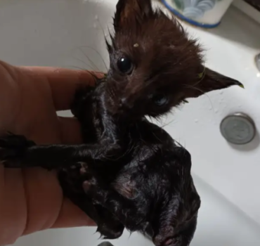 CHATONS en GRANDE DÉTRESSE
