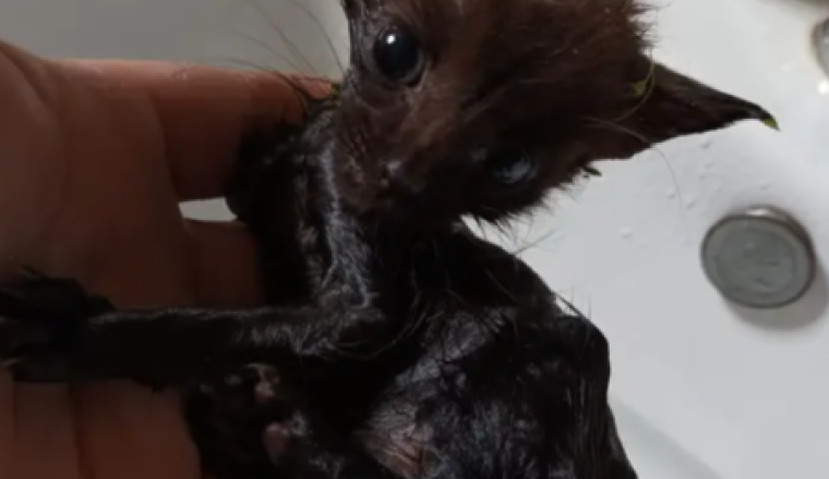 CHATONS en GRANDE DÉTRESSE