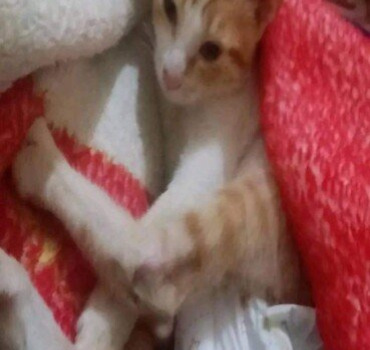 Aidons ce petit chat à être soigné