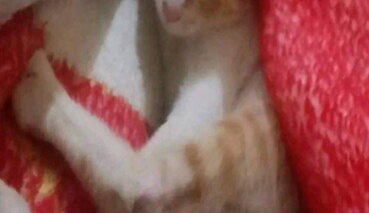 Aidons ce petit chat à être soigné