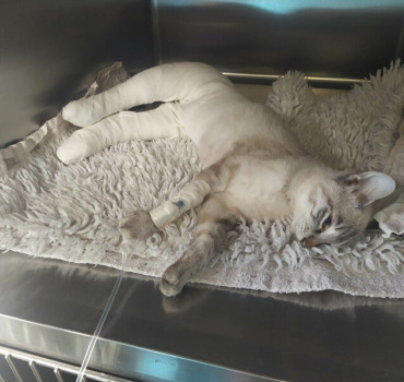 Chaton percuté par une voiture