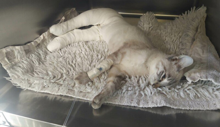 Chaton percuté par une voiture