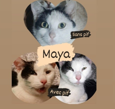 Maya contre la PIF