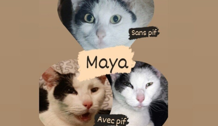 Maya contre la PIF